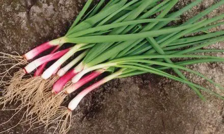 How to DIY Endless Supply Green Onions aka Scallions