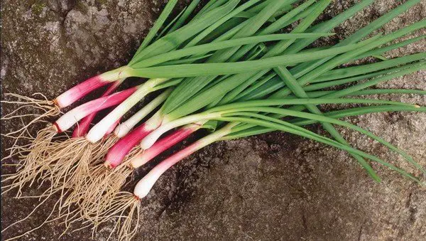 How to DIY Endless Supply Green Onions aka Scallions