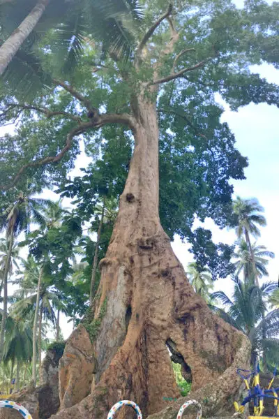 Dau centennial tree in Davao Oriental, Rayfelk