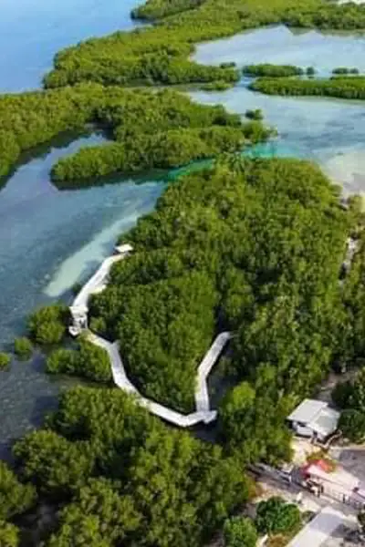 Guang-guang Mangrove park, Rayfelk