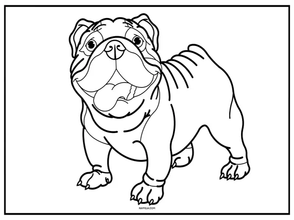 bulldog coloring page, rayfelk, bulldog picture to color