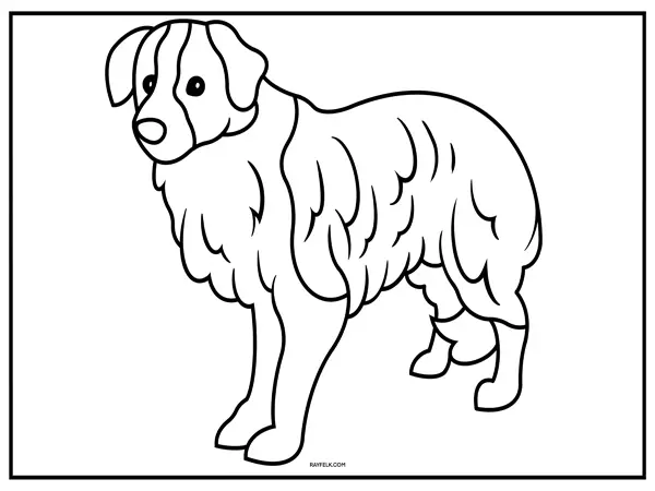 border collie coloring page, rayfelk, border collie picture to color